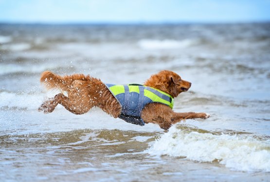 Vsak pes zna plavati. Le kaj mu bo plavalni jopič?!?!