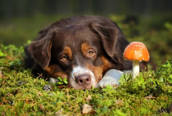 Kakšne posledice ima lahko za psa zaužitje gobe?