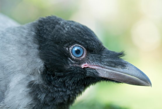 Siva vrana: Krilati ambasador odpornosti in raznolikosti