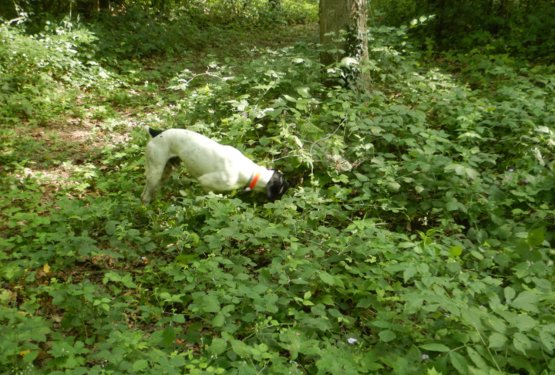 Kako psi iščejo tartufe – čudež voha in potrpežljivosti