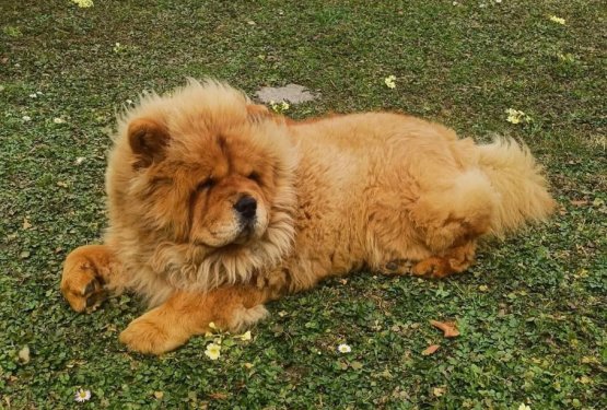 Faca meseca novembra je prikupna Lina!