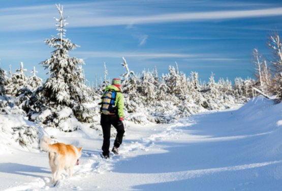 Kaj vzeti s seboj na zimski pohod s psom?