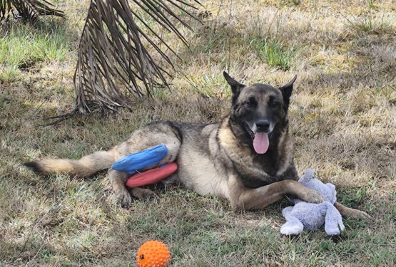 Lairyjev boj za življenje: zgodba, ki se je zapisala v srce