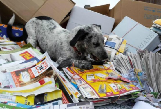 Društva po novi uredbi ne bodo smela več zbirati papirja za živali?