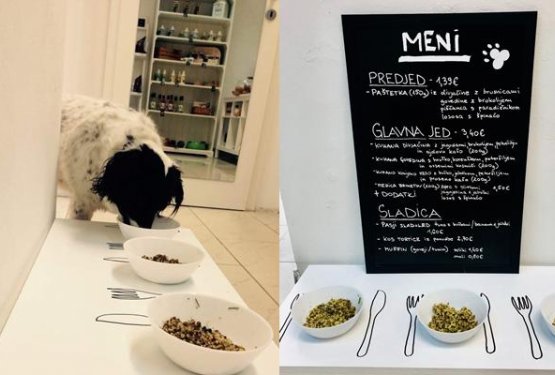 Slovenija je dobila pasjo restavracijo, v ponudbi tudi pasje pivo