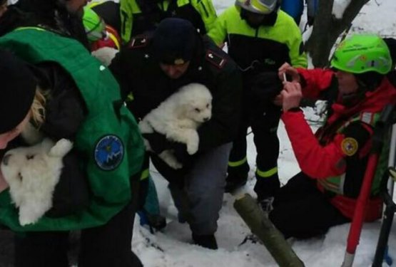 Tragedija v Italiji in čudež: izpod ruševin izvlekli žive pse!