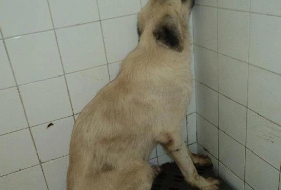 Žalost ustavila srček psa iz zavetišča v Palermu