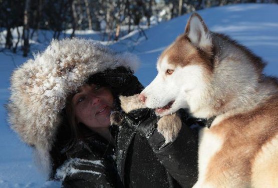 Pogrešanega huskya v Laponiji našel spletni oglas