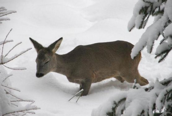 FOTO: Zaradi snega divjad marsikje lahek plen tudi za pse