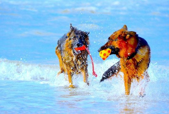 S psom na plažo brez skrbi!