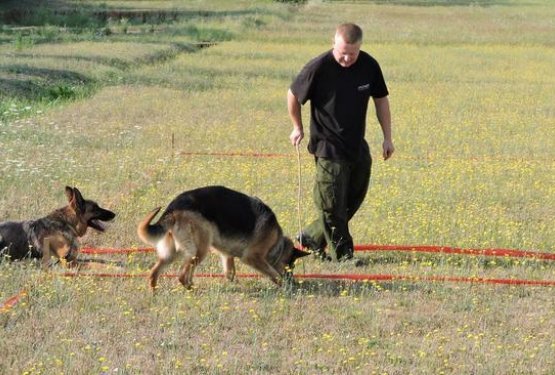 Mine v Bosni še vedno ubijajo ljudi in živali, psi pomagajo pri iskanju!