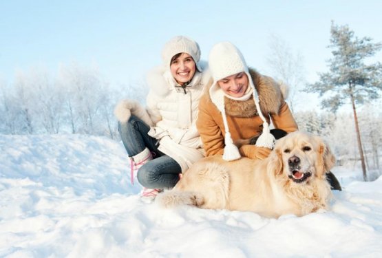 Ne spreglej: Psi in zima