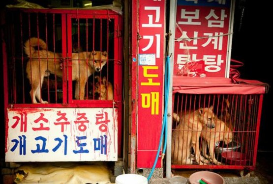 Velik korak: Prepoved klanja psov na ulicah v Južni Koreji