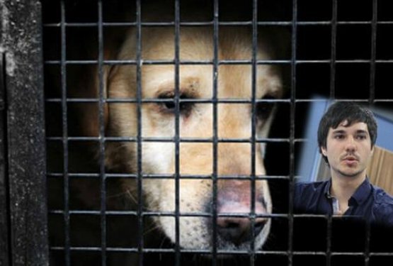 Levica: Za mučitelje živali višje zaporne kazni!