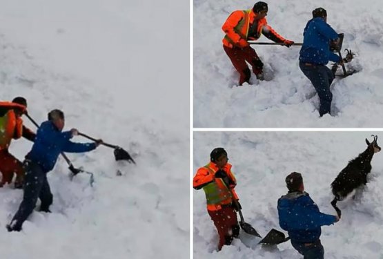 VIDEO: Ustavil vlak, iz snega izkopal gamsa