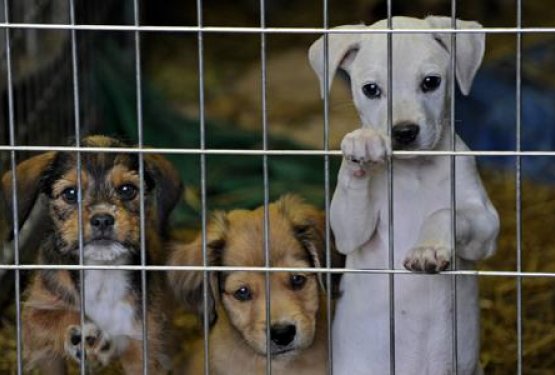 Bolezni pri uvozu psov v Slovenijo?