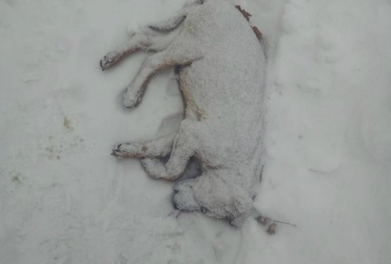 Ledena smrt grozi 20.000 psom, umirajo tudi v zavetiščih