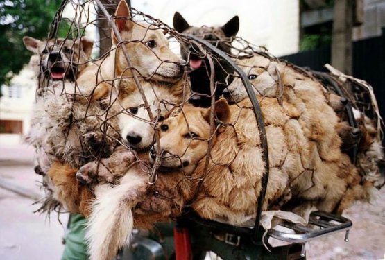 Končno prepovedan festival, kjer vsako leto okrutno ubijejo 10.000 psov in mačk!