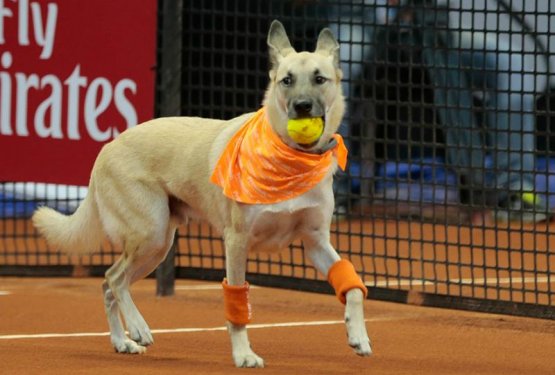 Psi iz zavetišča na teniškem turnirju