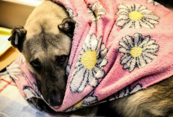 FOTO: Zaradi mraza so brezdomnim psom odprli vrata trgovski centri