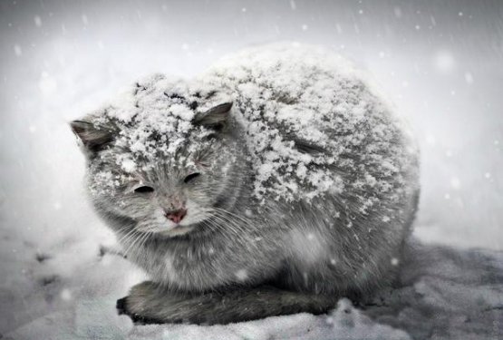 Prihajata mraz in sneženje! Pomagajmo brezdomnim živalim!