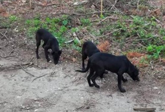 V gozd odvrgla tri pasje mladiče in se odpeljala