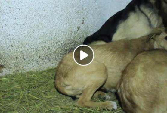 VIDEO in FOTO: Obiskali smo pasje taborišče Prača