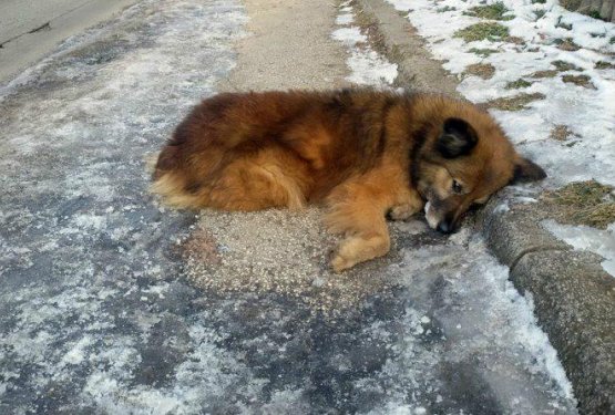 Šok v mestu: na desetine zastrupljenih psov in trupla na ulicah