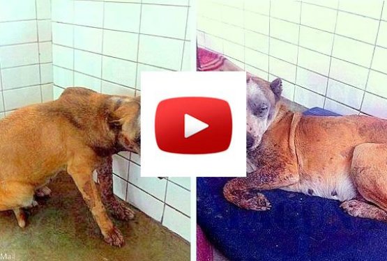 VIDEO: Tako bi 26-letnik mučil živali