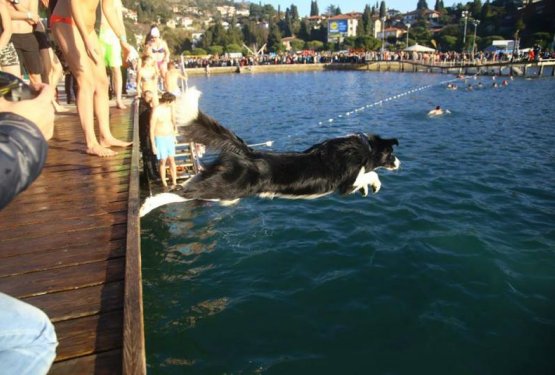 FOTO: Prvi skok v morje tudi za prav posebnega kužka
