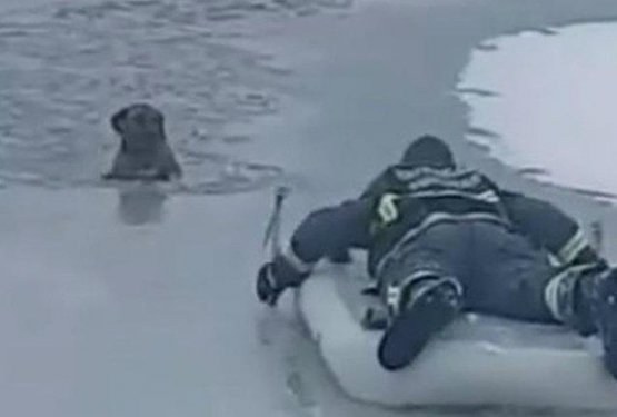 Gasilec tvegal življenje, da je iz poledenelega jezera rešil psa