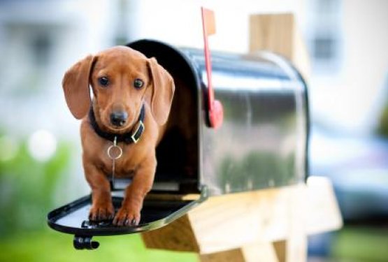 Zakaj se psi in poštarji ne razumejo?