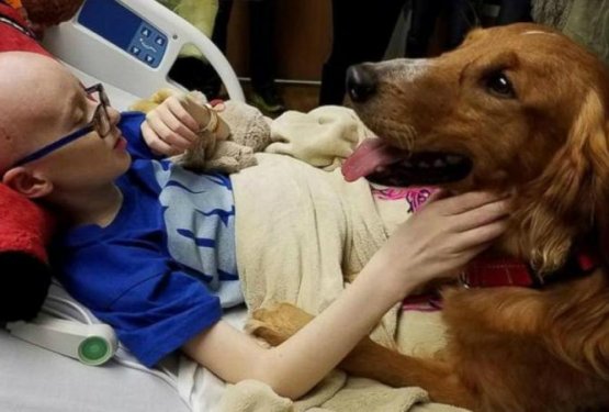 Ganljivo - deklici, ki je zbolela za rakom so izpolnili največjo željo, spoznati psa iz filma