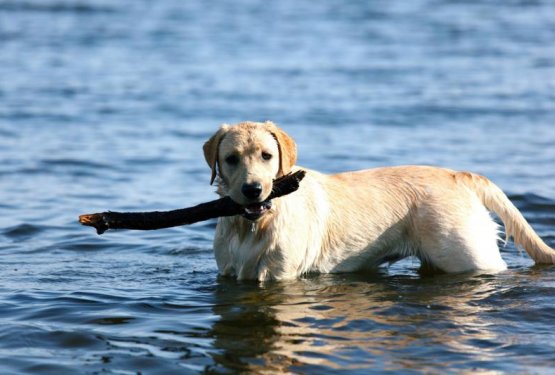V Izoli napovedujejo vse več psom prijaznih plaž
