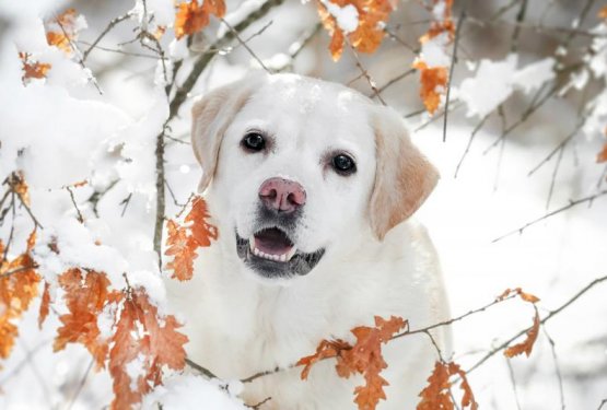 Tudi v mrzlih in kratkih dnevih psi potrebujejo sprehod!
