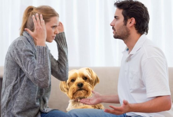 Kako urediti skrbništvo za psa, če zveza razpade?