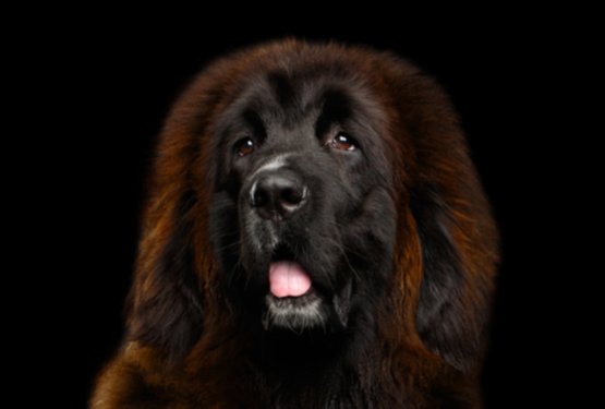 Tibetanski mastif – najdražji pes na svetu prodan za več kot 5 milijonov evrov