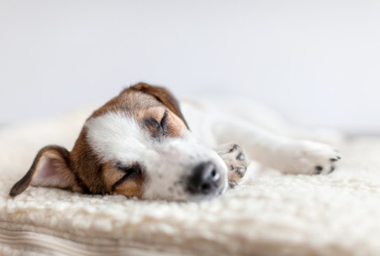 Zakaj je spanec tako pomemben za pse?
