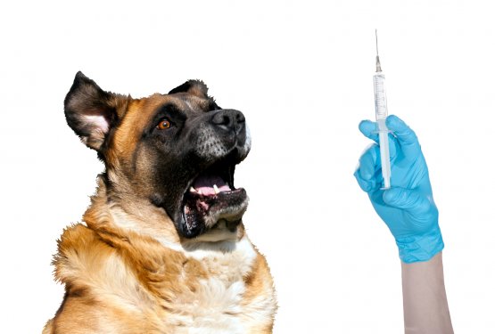 Zakaj so živali prestrašene, ko pridejo k veterinarju?