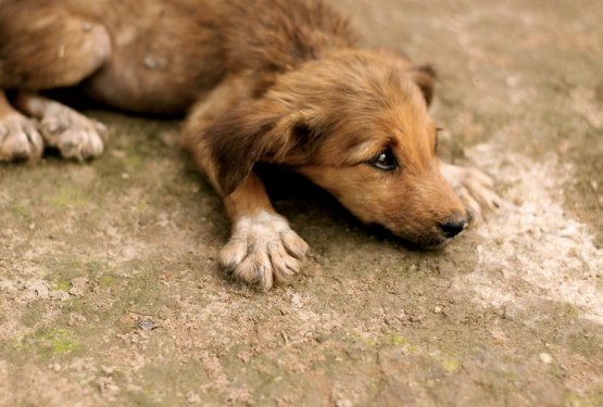 Društva: Hitra ukinitev verig lahko naredi več slabega, kot dobrega!