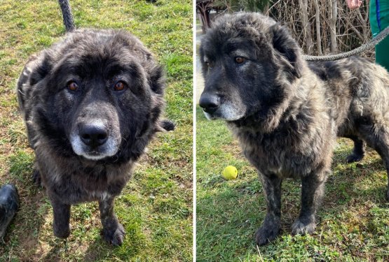 NAJDLJE V ZAVETI&Scaron;ČIH: Lunu na&scaron;li dom, že leto dni pa v Meliju čaka tudi Brina