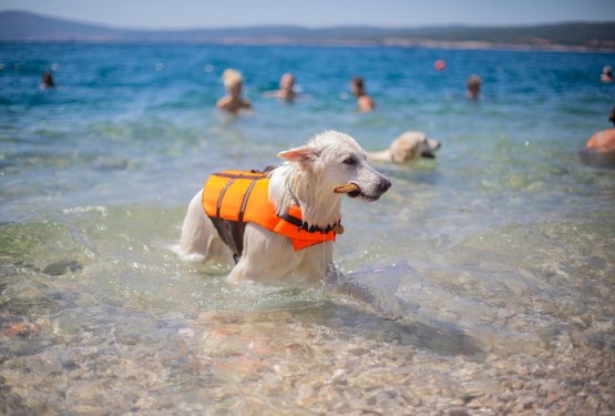 Kje se lahko kopate na naši Obali in kje vas lahko oglobijo?