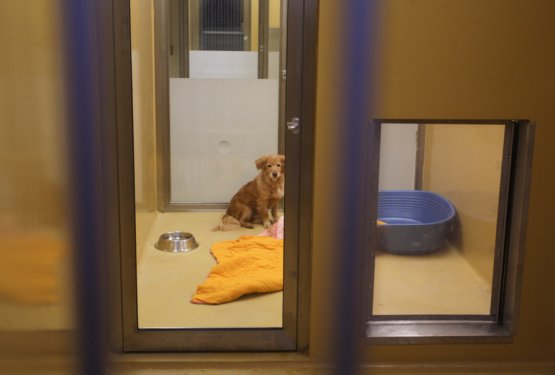 Zaveti&scaron;če odpira nov kompleks, ki bo veliko več kot le začasen dom za živali!