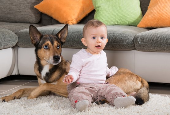 Nov pes v družini: kako se znajti na začetku nove skupne poti?