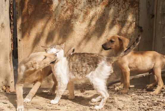 Več kot 40 veterinarjev je znižalo cene sterilizacij in kastracij!