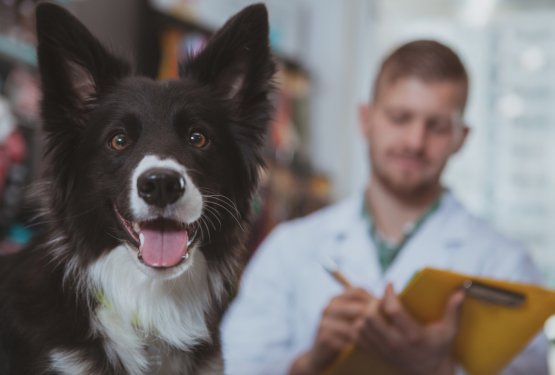 Zakaj je zelo pomembno, da si izberemo pravega veterinarja?
