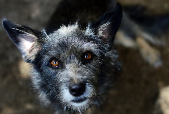 12 nasvetov, kako pomagati pasjemu seniorju in mu olaj&scaron;ati starost