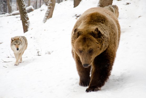 Kolumna: Kvotni poboji volkov in medvedov niso dovoljeni!