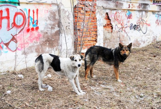 Živali iz Ukrajine tudi v Slovenijo, a veliko psov in mačk bo ostalo prepuščenih ulicam mest