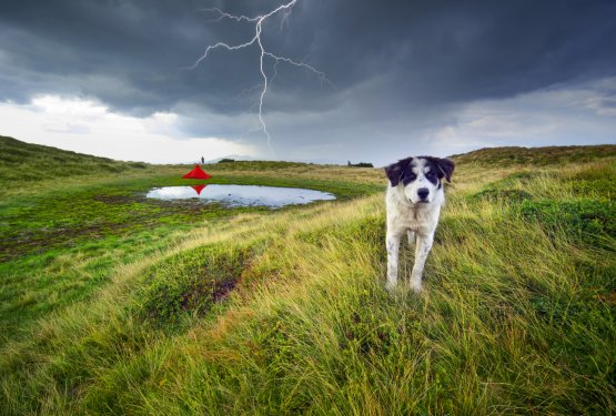 Se vaš pes boji neviht?